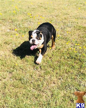 English Bulldog dog